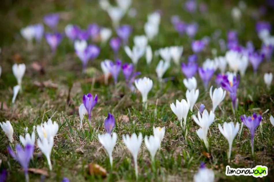 Krokusowe łąki - zdjęcie 9