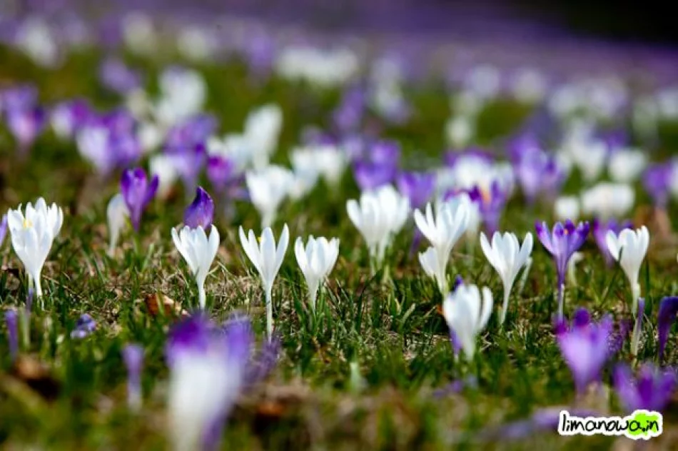 Krokusowe łąki - zdjęcie 10