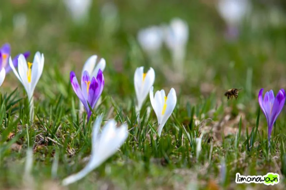 Krokusowe łąki - zdjęcie 11