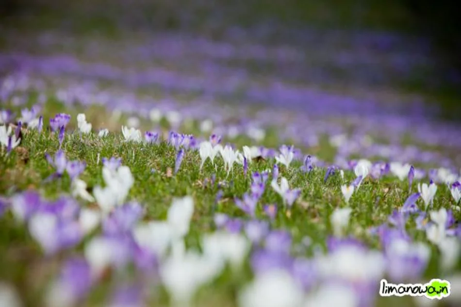 Krokusowe łąki - zdjęcie 12