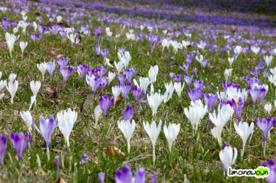 Krokusowe łąki - zdjęcie 13