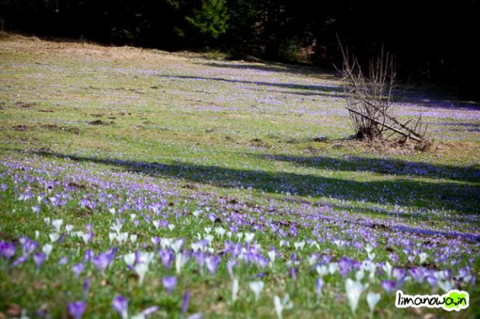 Krokusowe łąki - zdjęcie 14