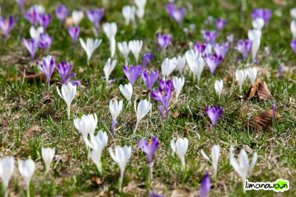 Krokusowe łąki - zdjęcie 15