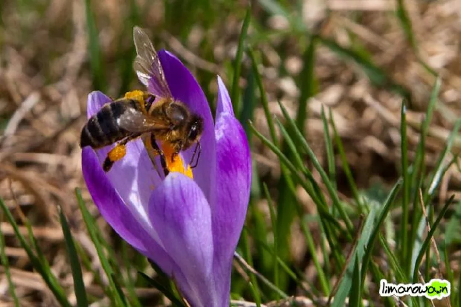 Krokusowe łąki - zdjęcie 16