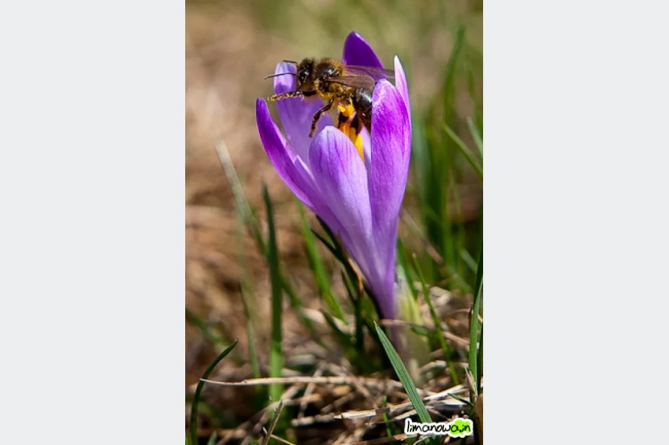 Krokusowe łąki - zdjęcie 17