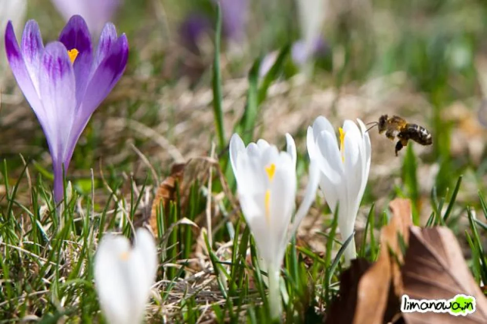 Krokusowe łąki - zdjęcie 18