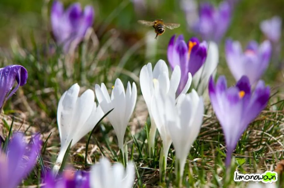 Krokusowe łąki - zdjęcie 19