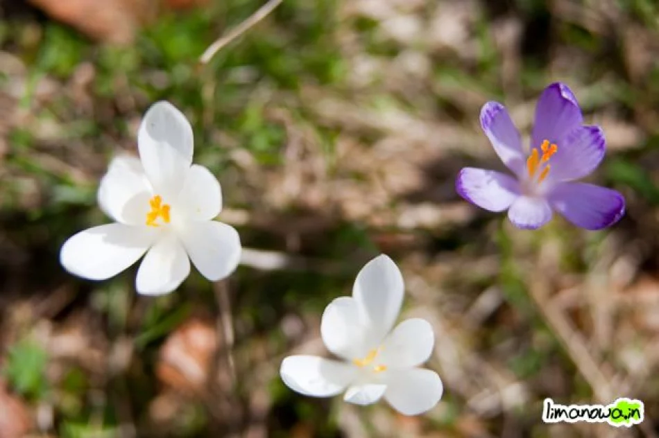 Krokusowe łąki - zdjęcie 20