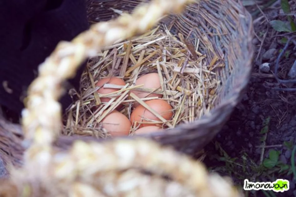 Dziady Śmiguśne 2010 - zdjęcie 14