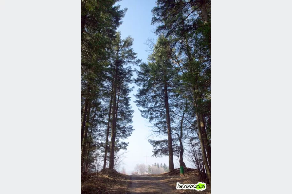 Pierwsze prace przy budowie drogi krzyżowej na Miejską Górę - zdjęcie 13