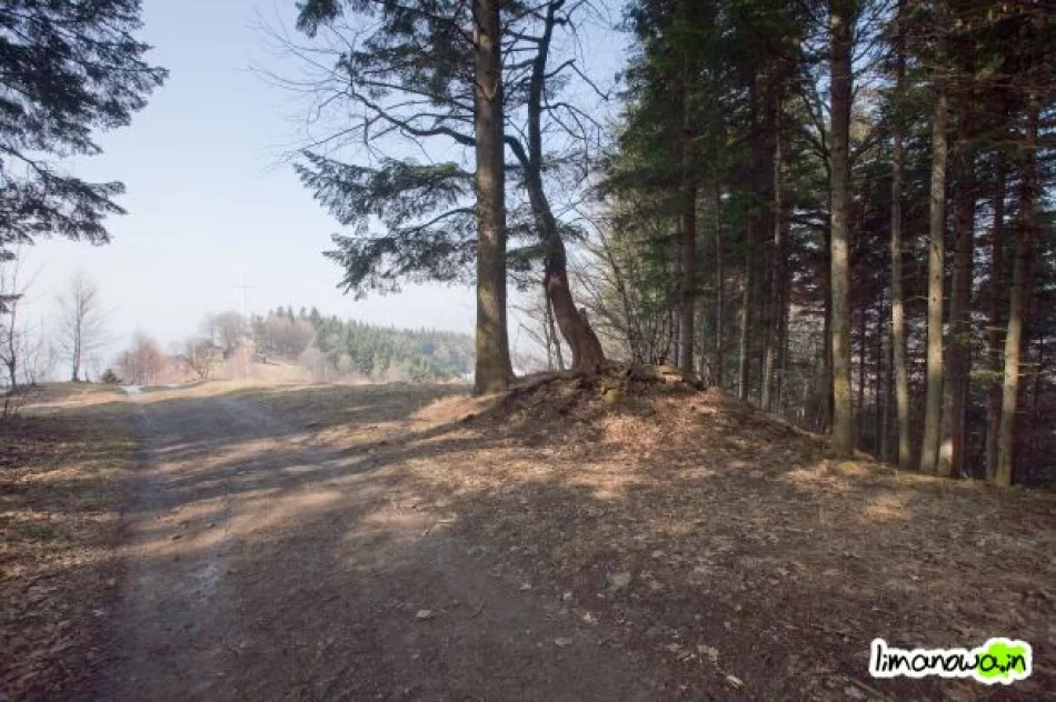 Pierwsze prace przy budowie drogi krzyżowej na Miejską Górę - zdjęcie 16