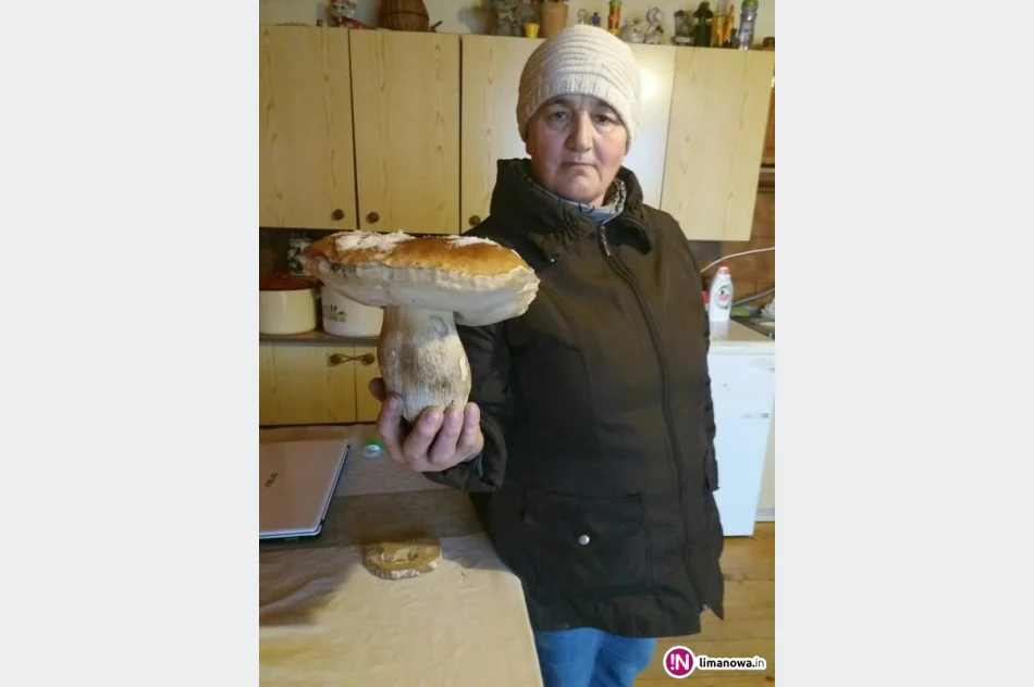 Piękny i wielki prawdziwek pokryty śniegiem - zdjęcie 2