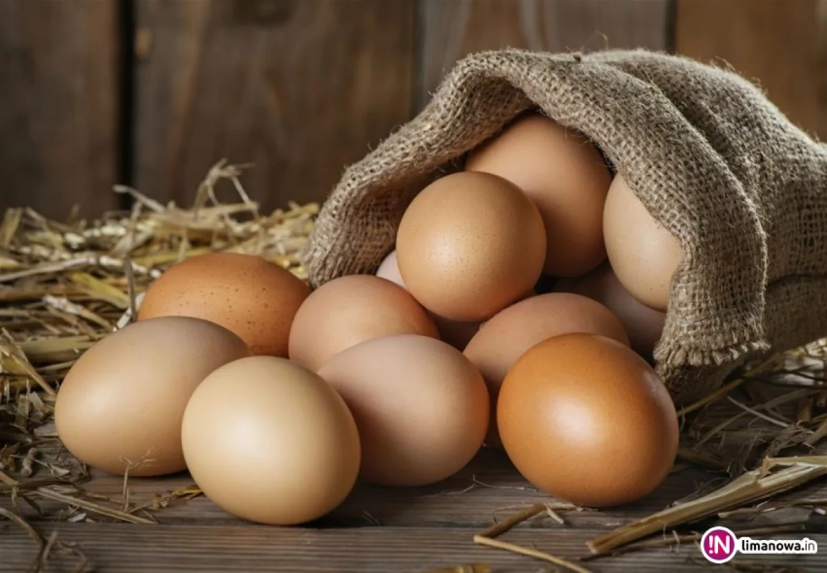 SGGW: skład jaj zależy od sposobu karmienia, a nie od rodzaju chowu
