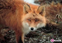 Wkrótce kolejne szczepienie lisów przeciwko wściekliźnie - zdjęcie główne