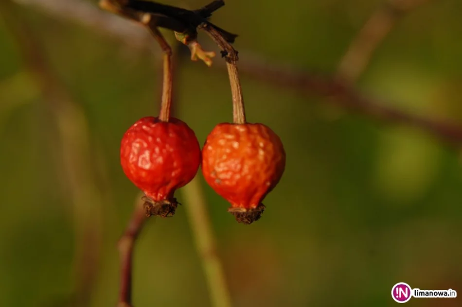 Dzika róża – dzikie serce… - zdjęcie 3