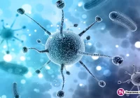 Nie było jej od lat, teraz są pierwsze zachorowania na Limanowszczyźnie. Eksperci mówią o epidemii - zdjęcie główne