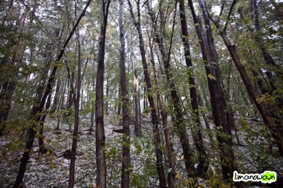 Połamane drzewa blokowały drogi - zdjęcie 5