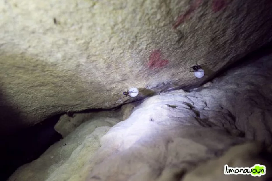 Jaskinia Zbójecka na Łopieniu - zdjęcie 15