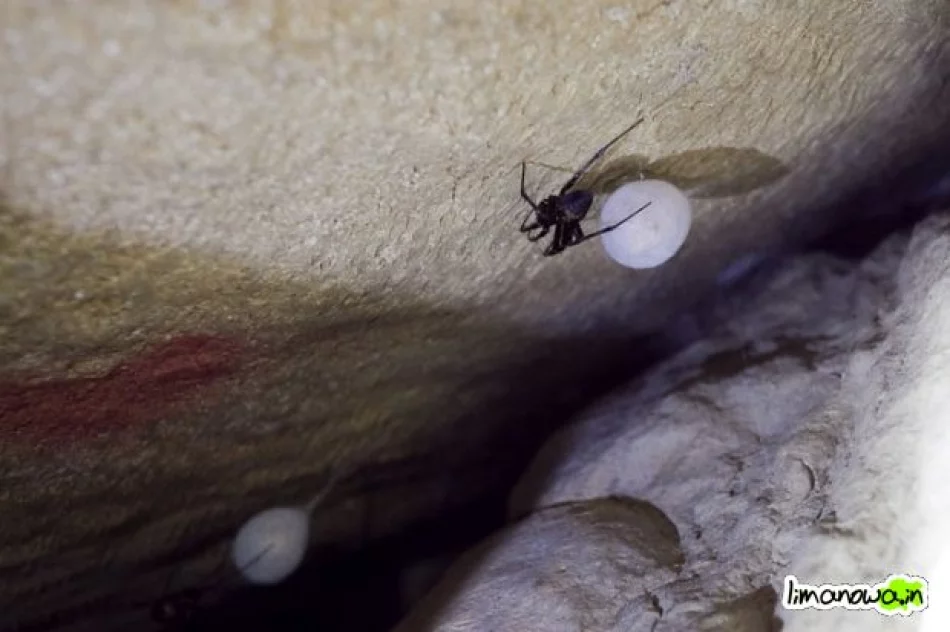 Jaskinia Zbójecka na Łopieniu - zdjęcie 17