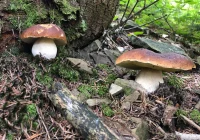 Zatrucia grzybami leśnymi – jak je rozpoznać i reagować? - zdjęcie główne