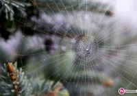 Ostrzeżenie IMiGW: intensywne opady deszczu (II stopień zagrożenia) - zdjęcie główne