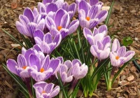 Jak dbać o krokusy? - zdjęcie główne