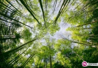 Zrzucą szczepionki z samolotu - zdjęcie główne