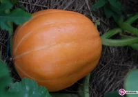 Kto mi da cynk…? - zdjęcie główne