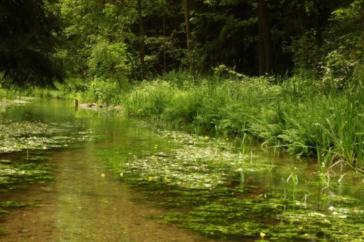 Rusza program Strażnicy Rzek: każdy może informować WWF o stanie lokalnych rzek