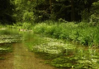 Rusza program Strażnicy Rzek: każdy może informować WWF o stanie lokalnych rzek - zdjęcie główne