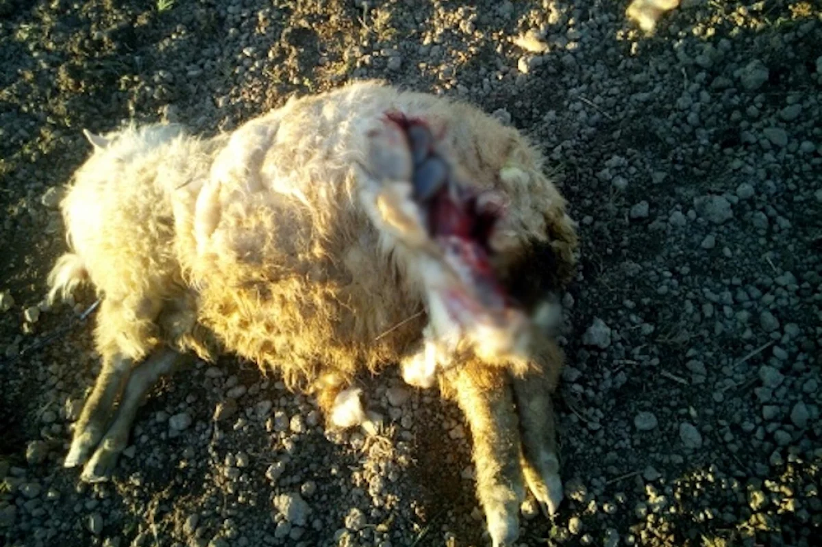 Owce zagryzione kilka metrów od domu. Mieszkańcy mówią o serii ataków wilków