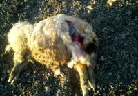 Owce zagryzione kilka metrów od domu. Mieszkańcy mówią o serii ataków wilków - zdjęcie główne