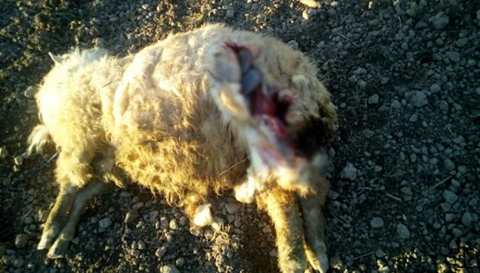 Owce zagryzione kilka metrów od domu. Mieszkańcy mówią o serii ataków wilków - zdjęcie 1