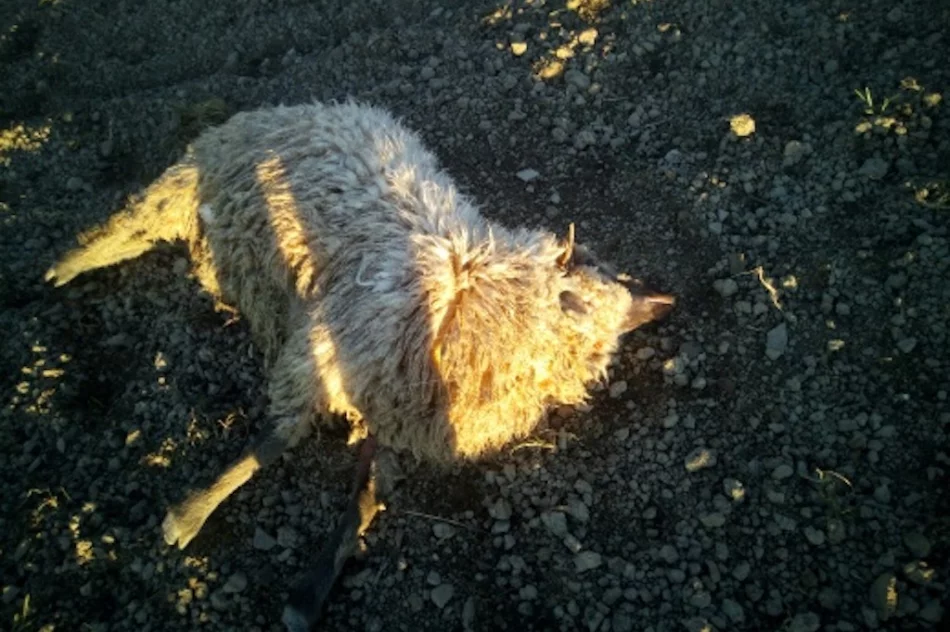 Owce zagryzione kilka metrów od domu. Mieszkańcy mówią o serii ataków wilków - zdjęcie 3