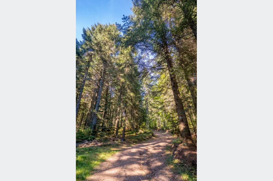 Piękna Mogielica, ale pełna... śmieci - zdjęcie 3