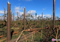 Biskup prosi o pomoc dla poszkodowanych w wichurze - zdjęcie główne