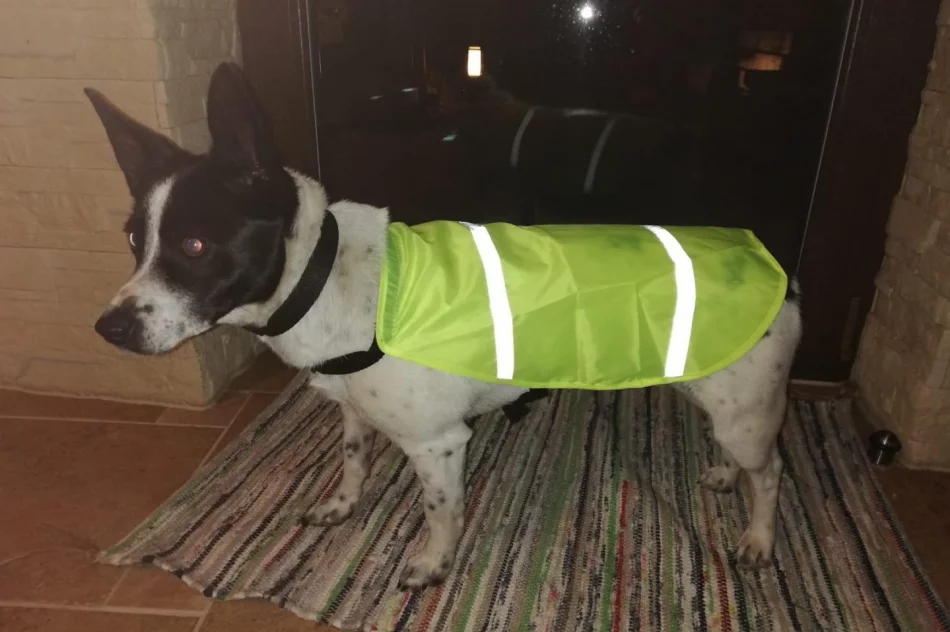 Akcja „Odblaskowe zwierzęta domowe” w Pasierbcu  - zdjęcie 2