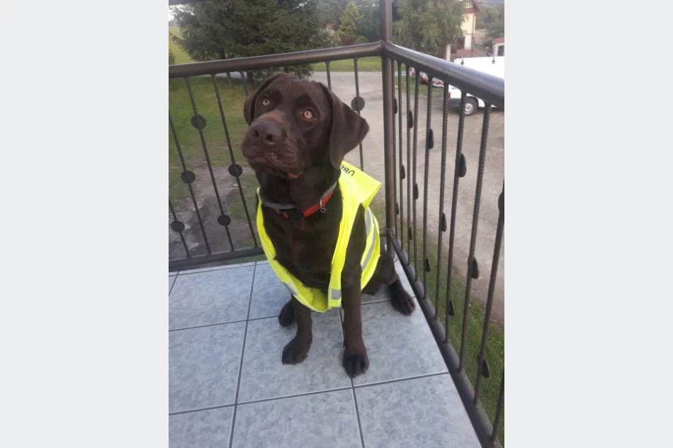 Akcja „Odblaskowe zwierzęta domowe” w Pasierbcu  - zdjęcie 3