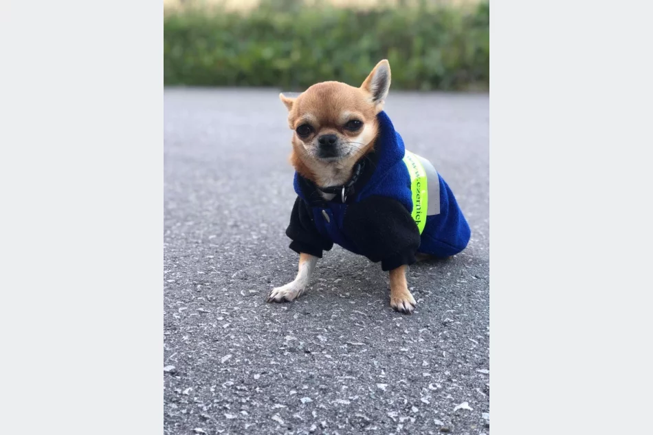 Akcja „Odblaskowe zwierzęta domowe” w Pasierbcu  - zdjęcie 5