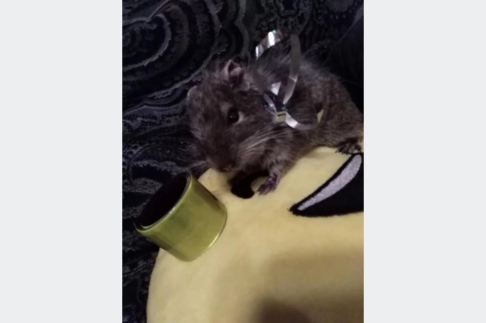 Akcja „Odblaskowe zwierzęta domowe” w Pasierbcu  - zdjęcie 8