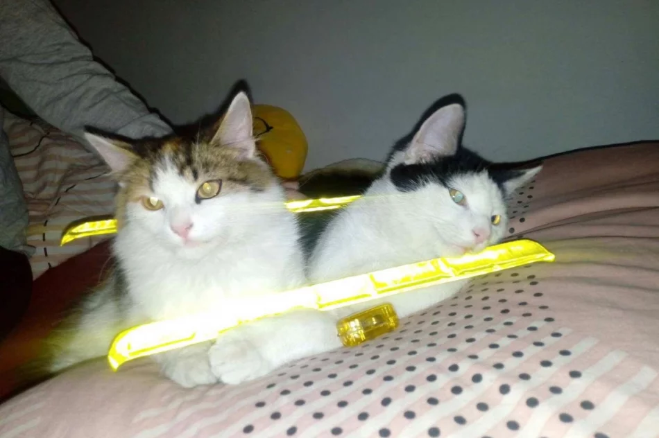 Akcja „Odblaskowe zwierzęta domowe” w Pasierbcu  - zdjęcie 11