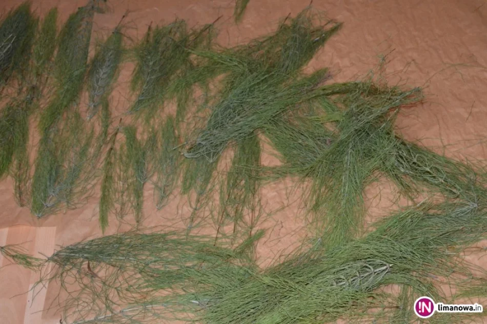 Skrzyp, krzem i bankructwa! - zdjęcie 3