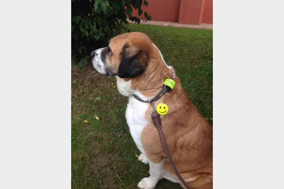 Akcja „Odblaskowe zwierzęta domowe” w Pasierbcu  - zdjęcie 16