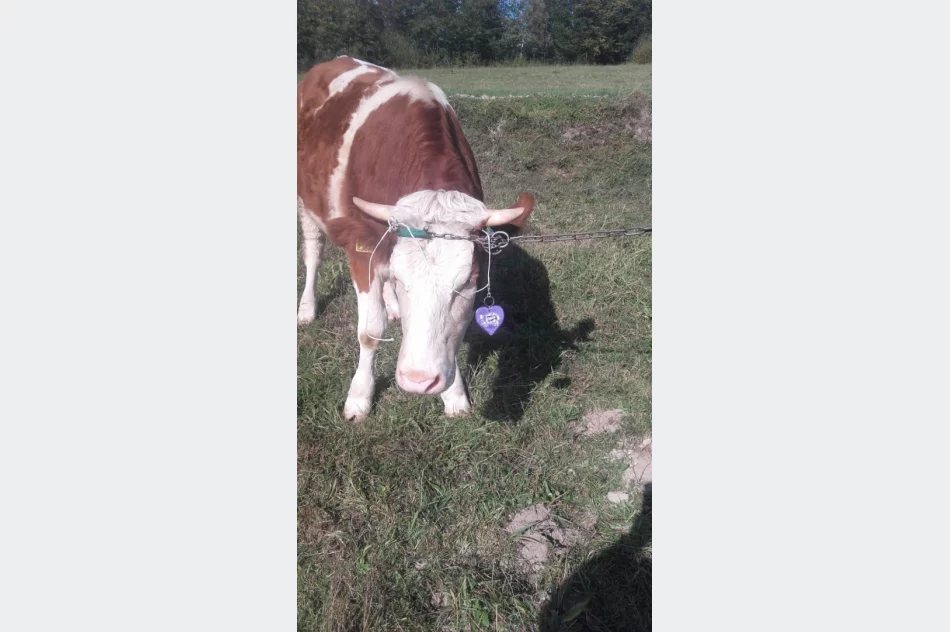 Akcja „Odblaskowe zwierzęta domowe” w Pasierbcu  - zdjęcie 18