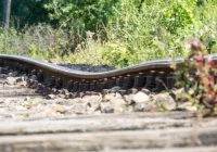 Tory kolejowe wiszą w powietrzu. Nad osiedlem kolejne osuwisko - zdjęcie główne