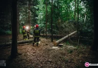 Drzewo przygniotło 57-letniego mężczyznę - zdjęcie główne