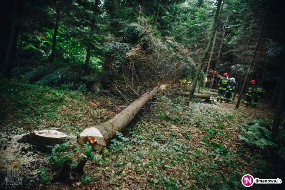 Drzewo przygniotło 57-letniego mężczyznę - zdjęcie 3
