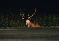 Uwaga na dziką zwierzynę - zdjęcie główne