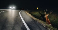 Uwaga na dziką zwierzynę - zdjęcie 2