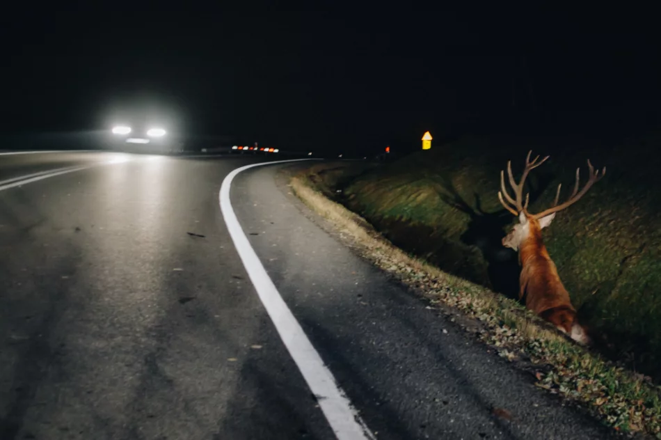 Uwaga na dziką zwierzynę - zdjęcie 2